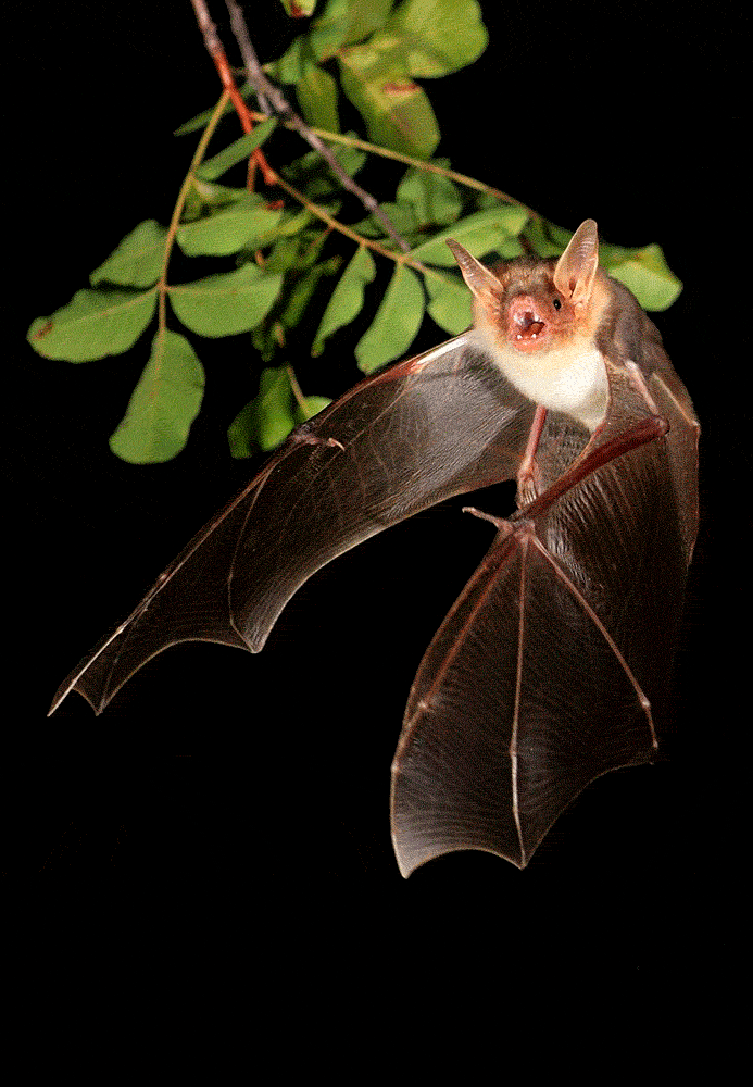 fotografía de murciélagos